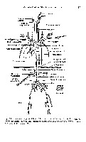 John K-J Li - Dynamics of the Vascular System, page 30